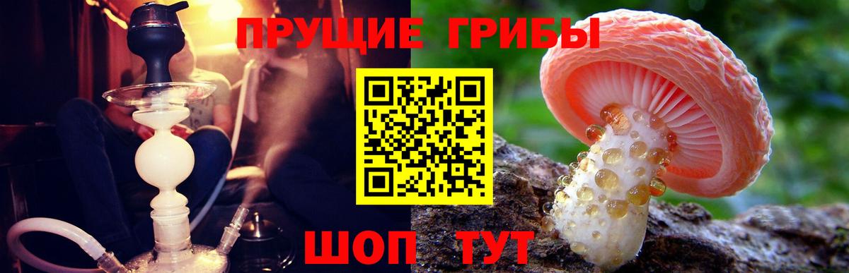 Псилоцибиновые грибы Psilocybe Кисловодск